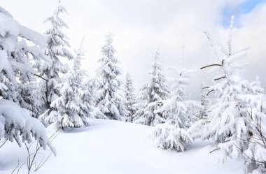 Arka planda bulutlu bir gökyüzü olan, dağlık bir alanda kar ve buzla kaplı köknar ağaçlarının bulunduğu manzaralı kış manzarası. Vahşi doğada kışın güzelliğini yansıtan barışçıl ve atmosferik bir doğa sahnesi.