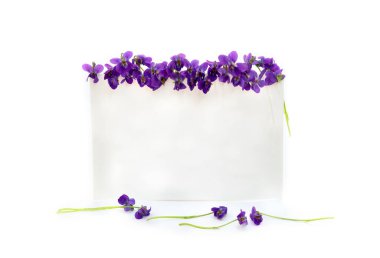 Beyaz kart notlu mor çiçekler beyaz arkaplanda yazı için boşluk ve metin için boşluk. Bahar çiçekleri