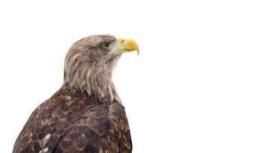 Altın Kartal (Aquila chrysaetos) portresi beyaz arkaplan üzerinde metin için boşluk ile profil