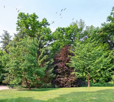 Yazın başında çayır ve ormanlı park manzarası güneşli bir günde mavi gökyüzüne karşı kuşlarla