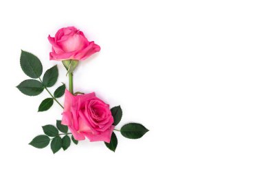 Pink flowers roses on a white background with space for text. Top view, flat lay