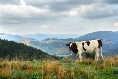Yazın ormanın yakınındaki çayırlarda benekli bir inek gördüm.