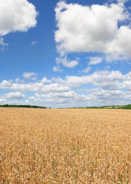 Buğday tarlasında hasat zamanı bulutlu mavi gökyüzünün arka planında