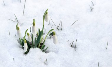 İlkbaharda ormanda beyaz kardamlaları (Galanthus nivalis) ve yazı için yeri olan karlar.