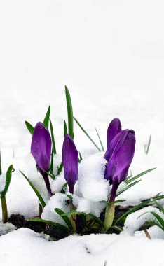 İlkbaharda kardelen çiçekleri, kar içinde mor timsahlar ve metin için yer.