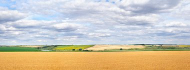 Tarla buğdayları arkaplanda beyaz bulutlarla hasat ediliyor.