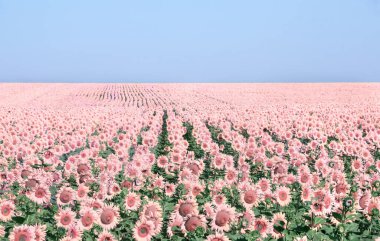 Pembe ayçiçekleri tarlada mavi gökyüzünde