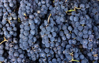 Kümeler taze koyu mavi üzümler. Üst Manzara. Doku