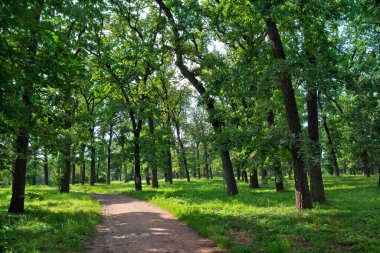 Yazın meşe yeşil ormanında patika. Meşe (Quercus robur). İngiliz meşesi, pedunculate meşesi veya Fransız meşesi.)