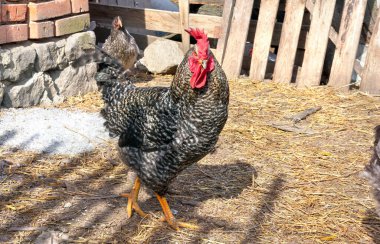 Horoz ve tavuk saman serpiştirilmiş arka bahçede otluyor.