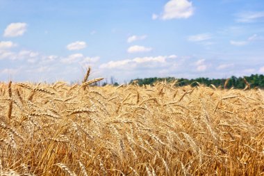 Arkaplan bulutlu gökyüzünde hasat dönemindeki tarla buğdayı