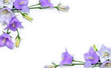 Mor mavi çiçek çanı Campanula persicifolia (şeftali yapraklı çan çiçeği) beyaz bir zemin üzerinde yazı için boşluk. Üst manzara, düz uzanma