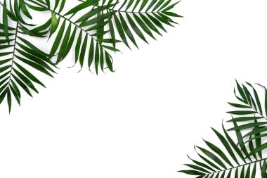 Beyaz arka planda izole edilmiş palmiye yaprakları ve metin için boşluk. Üst manzara, düz uzanma