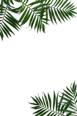 Beyaz arka planda izole edilmiş palmiye yaprakları ve metin için boşluk. Üst manzara, düz uzanma