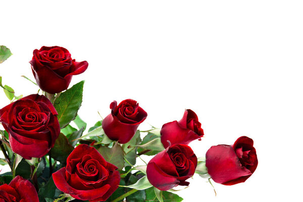 Red flowers roses on a white background with space for text