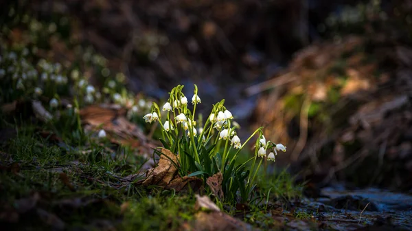 Blooming Spring Snowflake Flowers Spring Forest Springtime — Stock Photo, Image