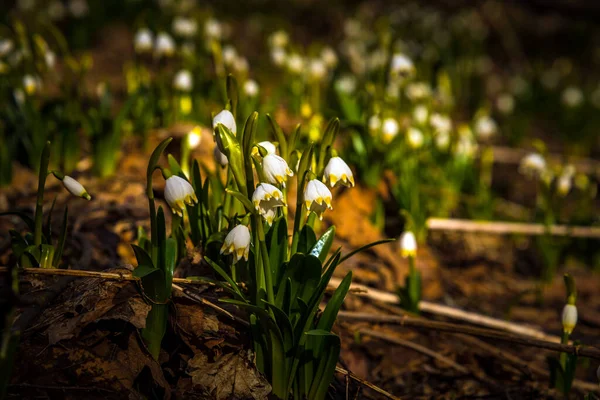 Kwiat Wiosny Śnieżynka Kwiaty Wiosennym Lesie Wiosnę — Zdjęcie stockowe