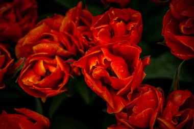 Koyu kırmızı lalelerin tam çiçeklenme görüntüsü.