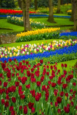 Keukenhof çiçek ve Hollanda lale park. Hollanda'da güzel açık sahne