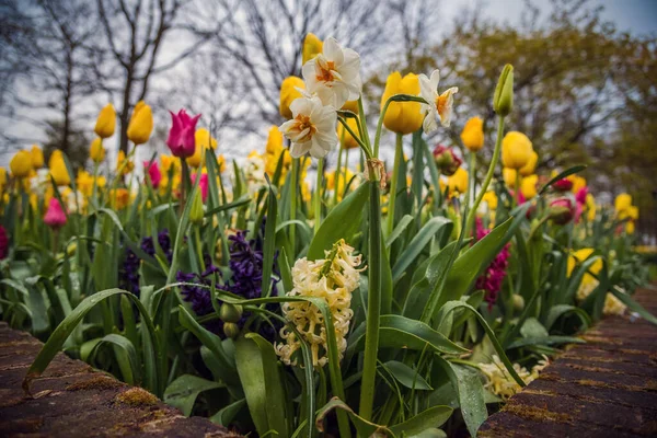 Parc Keukenhof Fleurs Tulipes Aux Pays Bas Beaux Paysages Plein — Photo