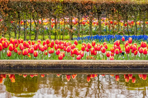 Ein Blick Auf Die Flimmerhärchen Der Bunt Blühenden Tulpen — Stockfoto