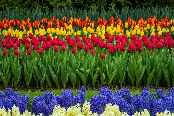 Une Vue Des Cils Tulipes Fleurs Colorées — Photo