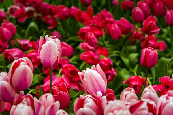 Vue Rapprochée Tulipes Roses Rouges Colorées Pleine Floraison — Photo