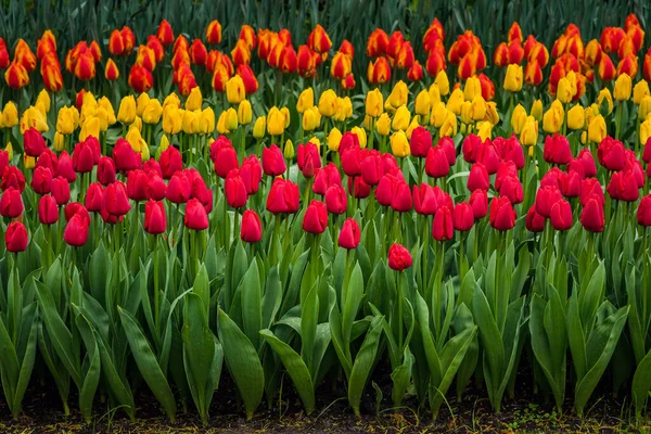 Une Vue Des Cils Tulipes Fleurs Colorées — Photo