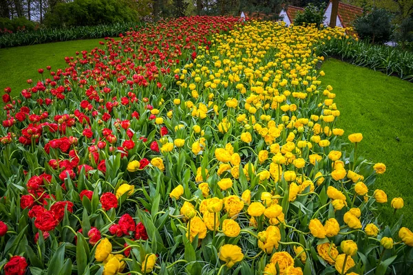 在荷兰的库肯霍夫公园花卉和郁金香 荷兰美丽的户外风景 — 图库照片
