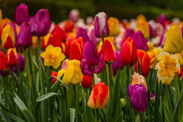 Vue Rapprochée Tulipes Colorées Pleine Floraison — Photo