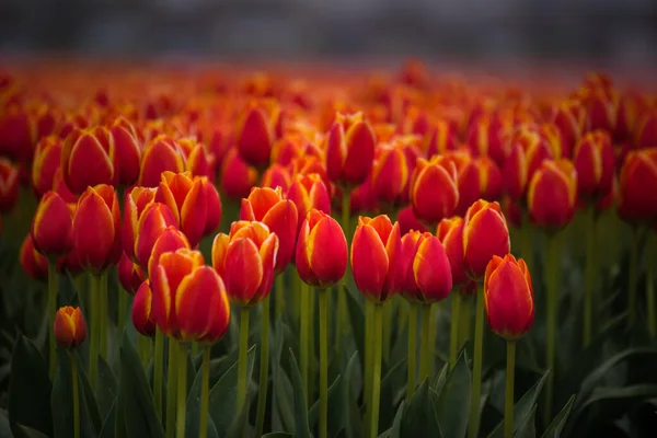 Vue Rapprochée Champ Tulipes Rouge Orange — Photo