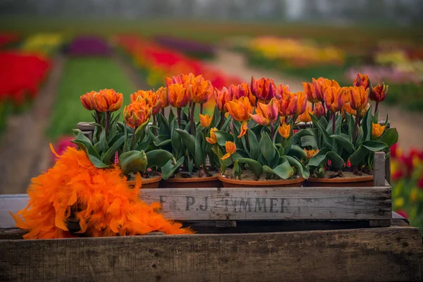 Tulipes Orange Dans Pot Décoratif Bois Milieu Champ Tulipes — Photo