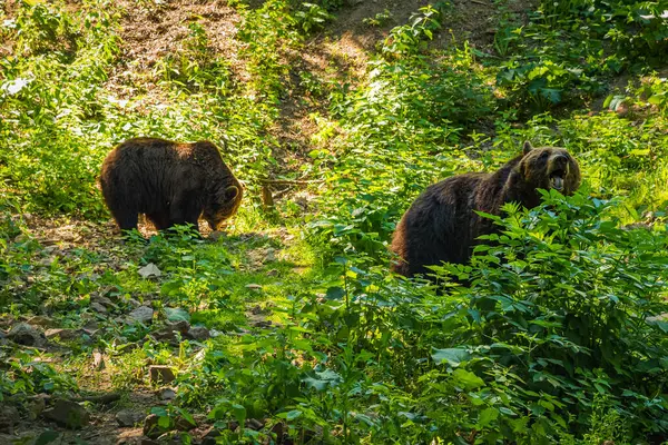 Bir çift boz ayı yiyecek arıyor. Ormandaki iki büyük kahverengi ayıyı kapatın. Doğal ortamdaki tehlikeli hayvanlar.. 
