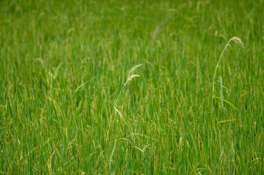 Yasemin pirinç tarlası yeşil çimen Asya yemeği temel gıda olarak