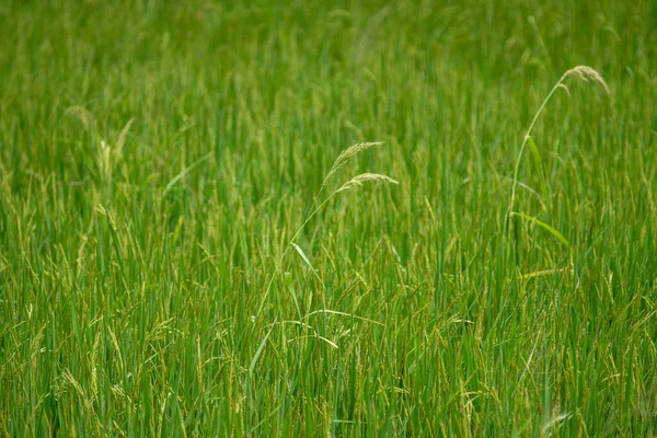 Jasmin Reisfeld Grünes Gras Asiatische Lebensmittel Als Grundnahrungsmittel — Stockfoto