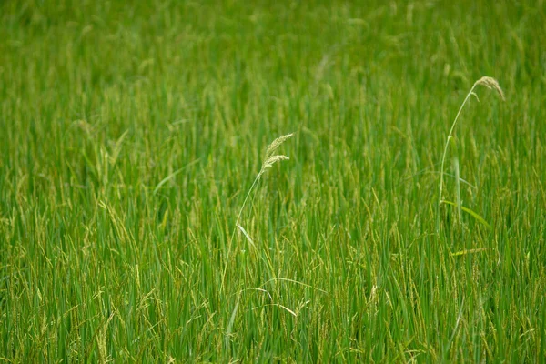 Рисове Поле Жасмину Зелена Трава Азіатська Їжа Основна Їжа — стокове фото