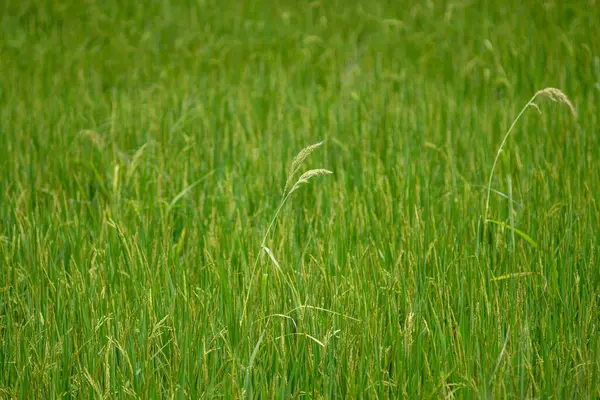 Jasmin Reisfeld Grünes Gras Asiatische Lebensmittel Als Grundnahrungsmittel — Stockfoto