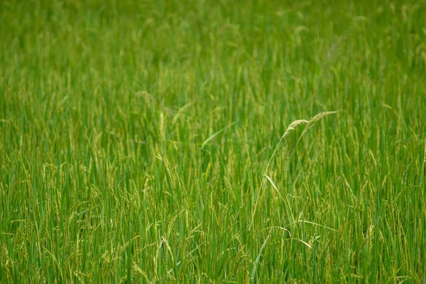 Jaśmin Ryż Pole Zielony Trawa Azjatyckie Jedzenie Jako Zszywacz Żywności — Zdjęcie stockowe