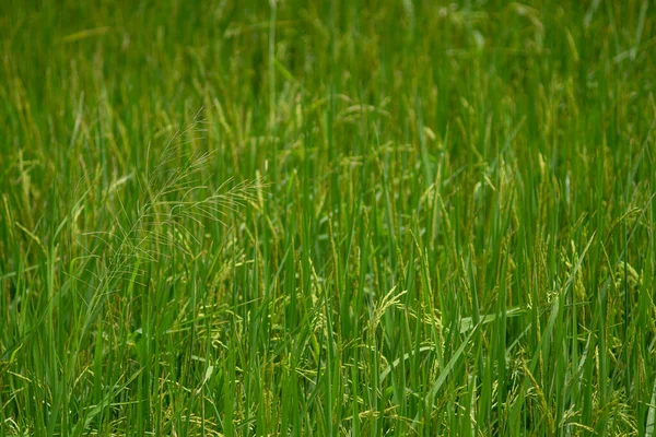 Jasmine Rice Rice Field Green Grass Asian Food Staple Food — Stock Photo, Image
