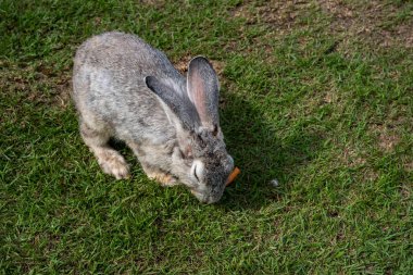 Arka plandaki Asya türlerinden izole edilmiş çimenlerin üzerindeki tavşan.