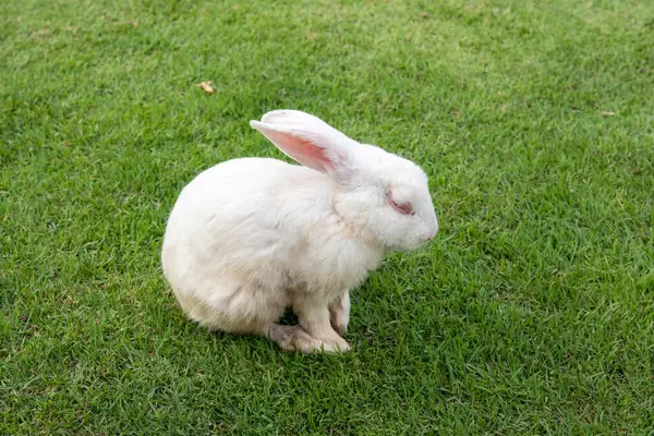 Кролик Траві Ізольований Від Фону Азіатських Видів — стокове фото
