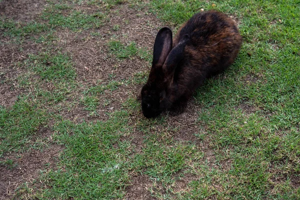 Kaninchen Auf Dem Gras Isoliert Vom Hintergrund Asiatische Arten — Stockfoto