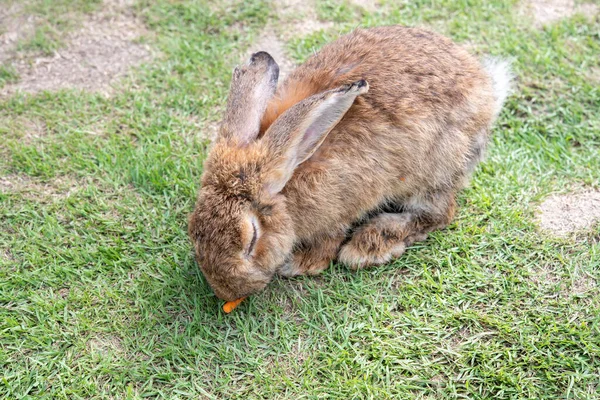 Кролик Траві Ізольований Від Фону Азіатських Видів — стокове фото