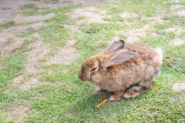 Kaninchen Auf Dem Gras Isoliert Vom Hintergrund Asiatische Arten — Stockfoto