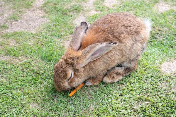 Кролик Траве Изолированы Фона Азиатских Видов — стоковое фото