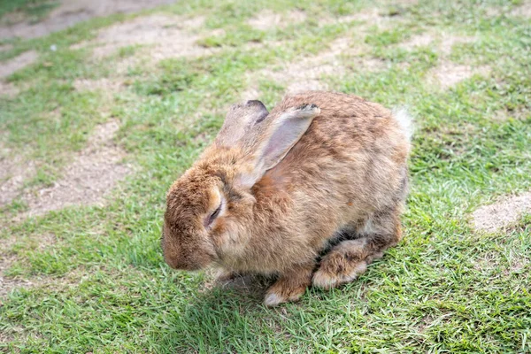 背景アジアの種から隔離された草の上のウサギ — ストック写真