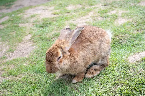 背景アジアの種から隔離された草の上のウサギ — ストック写真