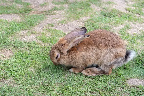 Kaninchen Auf Dem Gras Isoliert Vom Hintergrund Asiatische Arten — Stockfoto