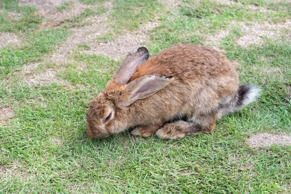 Кролик Траве Изолированы Фона Азиатских Видов — стоковое фото