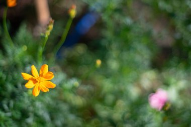 Yağmur ormanlarında tropikal Asya 'da çiçekler